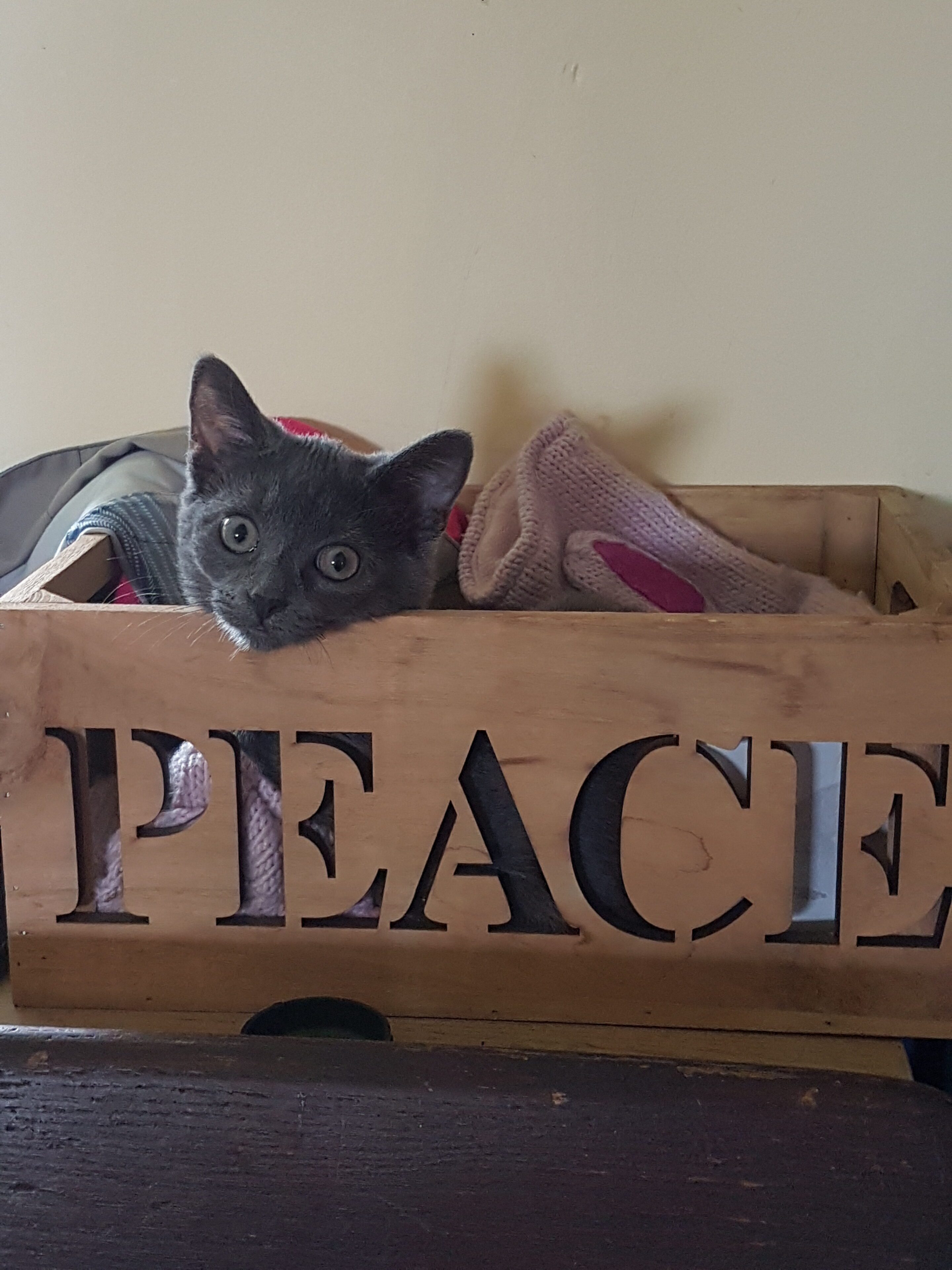 67fd313d296ad_Halfpint in peace box
